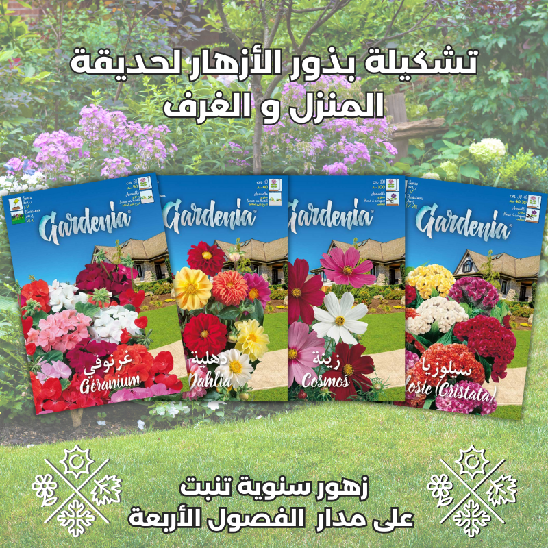 تشكيلة 4 أنواع زهور